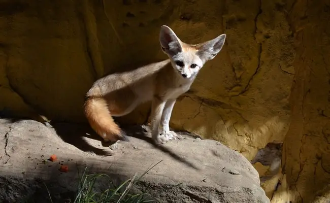 fennec1 103039 650 400