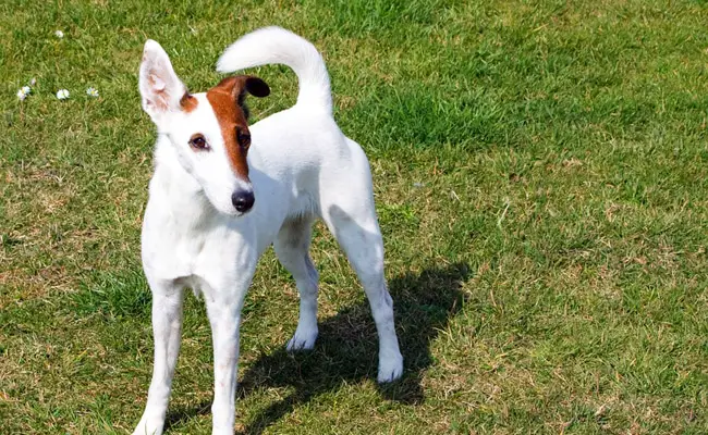 fox terrier 084955 650 400