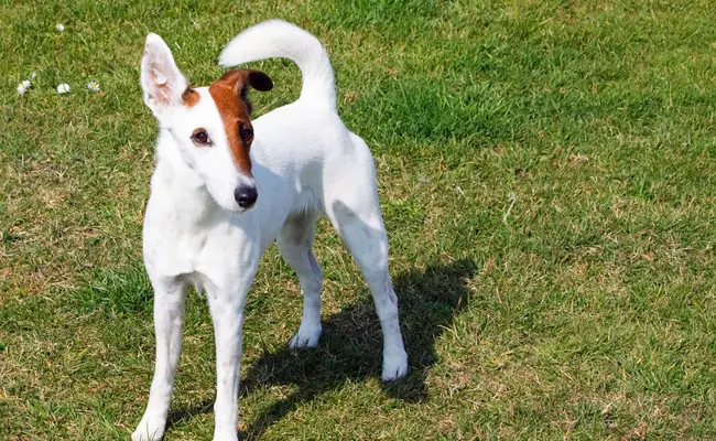 fox terrier 094033 650 400