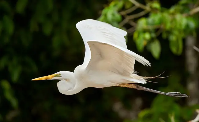 grande aigrette 165510 650 400