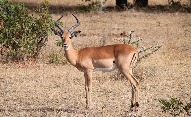 impala 084604 650 400