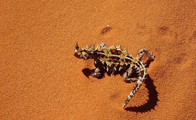 moloch horridus 083913 650 400