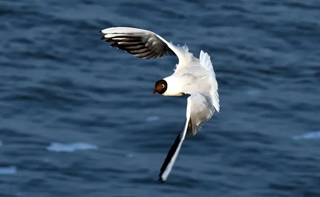 mouette rieuse 074120 650 400