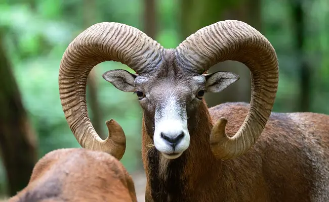 mouflon 071342 650 400