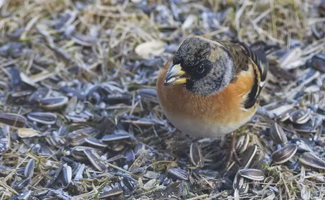 oiseaux qui viennent hiverner en france 102527 650 400