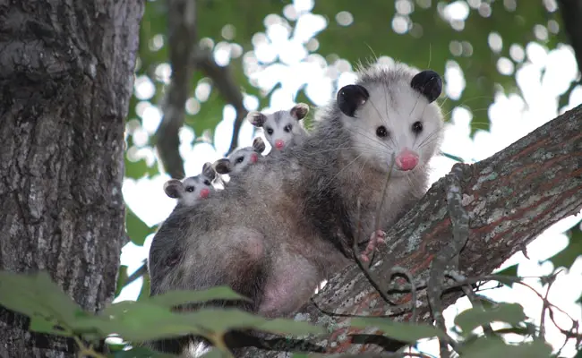 opossum 101349 650 400