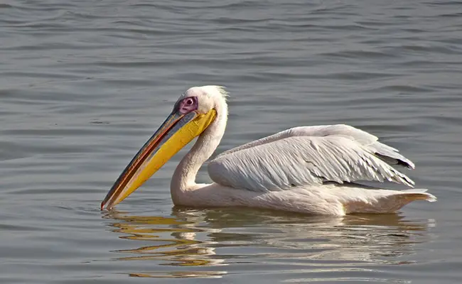 pelican blanc 174115 650 400