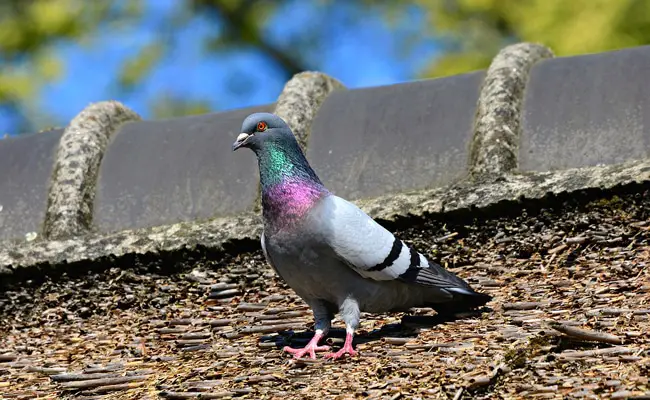 pigeon biset 084529 650 400