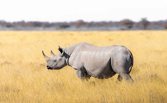 rhinoceros blanc 162421 650 400