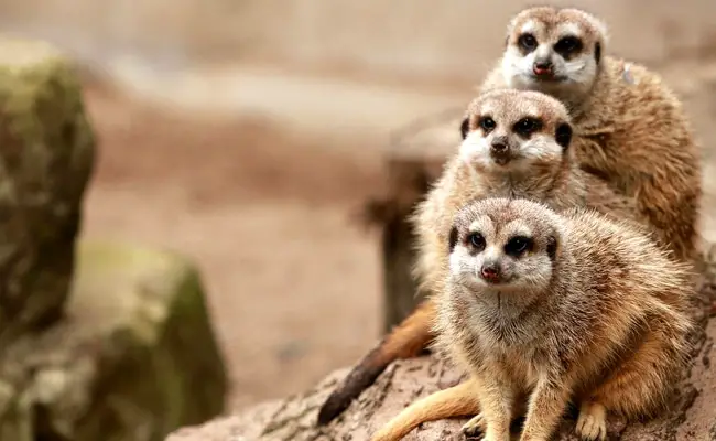 suricate 070304 650 400