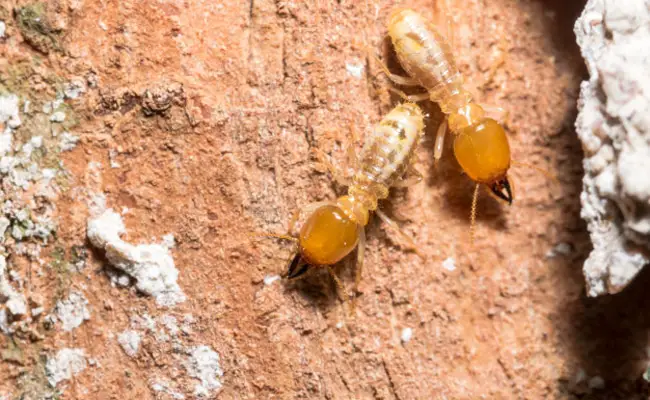 termites 070149 650 400