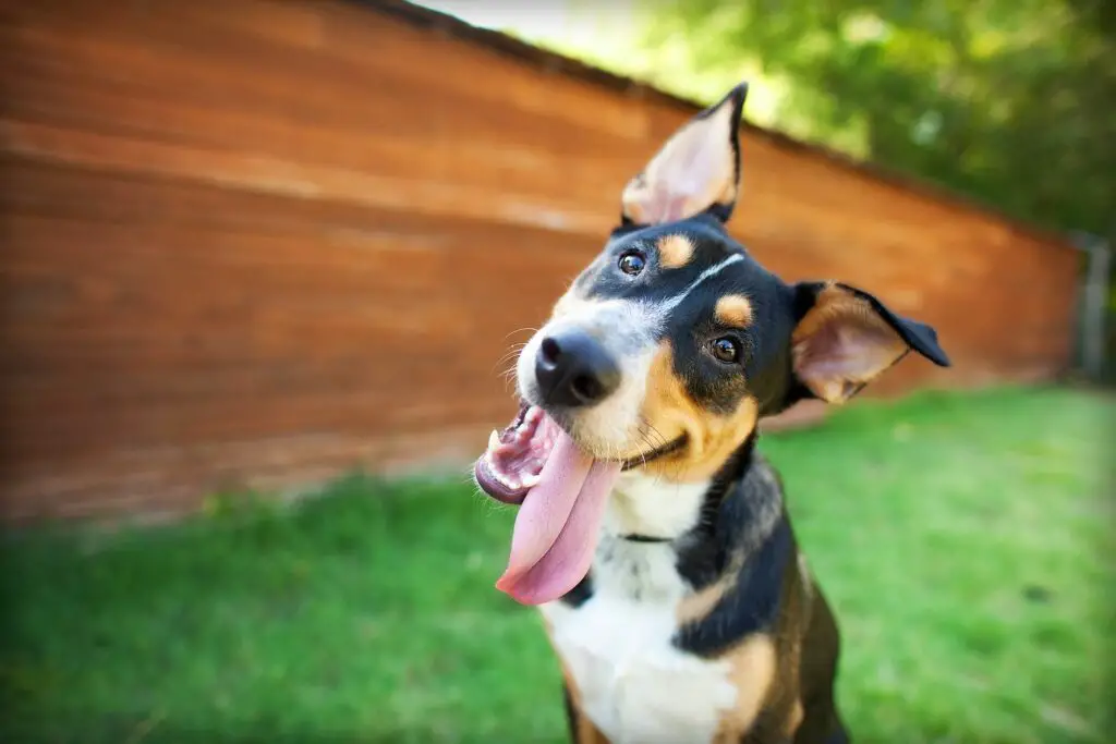 1700771492 tri color dog smiles at camera with tongue out 1352b4d1280f489681cbcb8e8aca5360