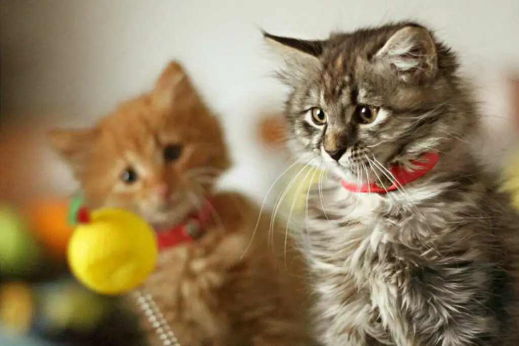 1700858004 two kittens with ball on spring 123675558 2000 0466e718d3494639a62790c1a51d8d80