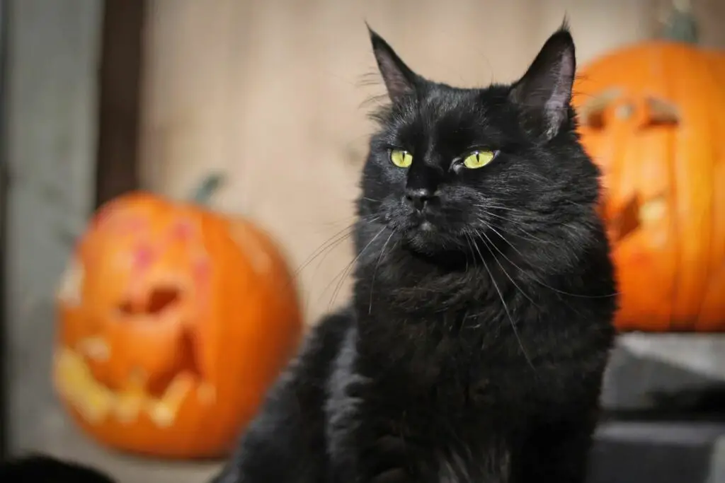 1701074309 black cat and pumpkins 157507045 2000 a9dffd0212644d31b42555f1d5d4dc3a