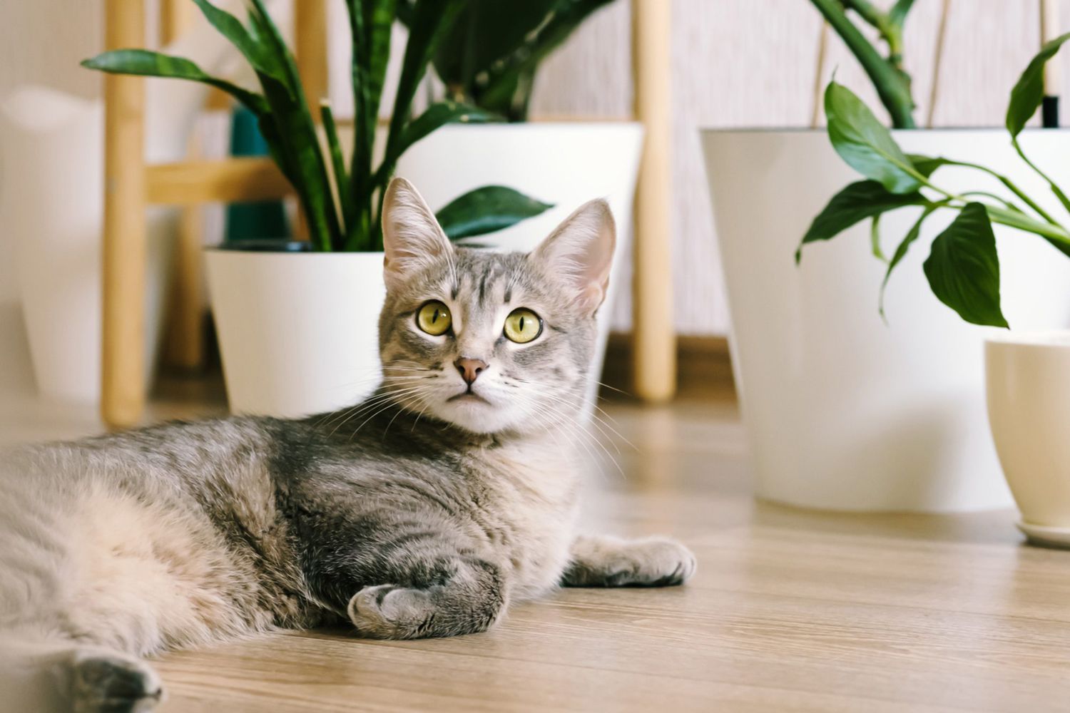 1701117564 cat names that start with s 1298249246 2000 7c37095765f244a4a762b4201550c255