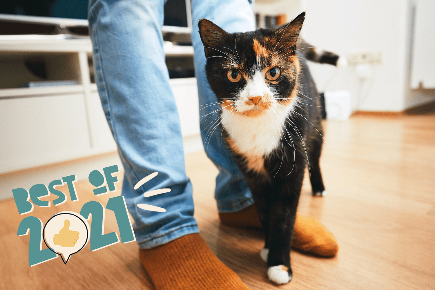 Kass hõõrub vastu inimese jalga – 2021. aasta parimad kassinimed