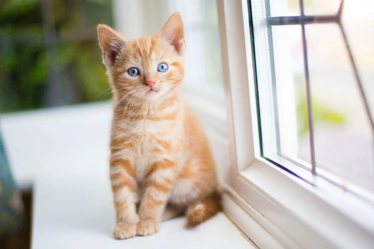 oranž kassipoeg, istub aknaäärel;  parimad emaste kasside nimed