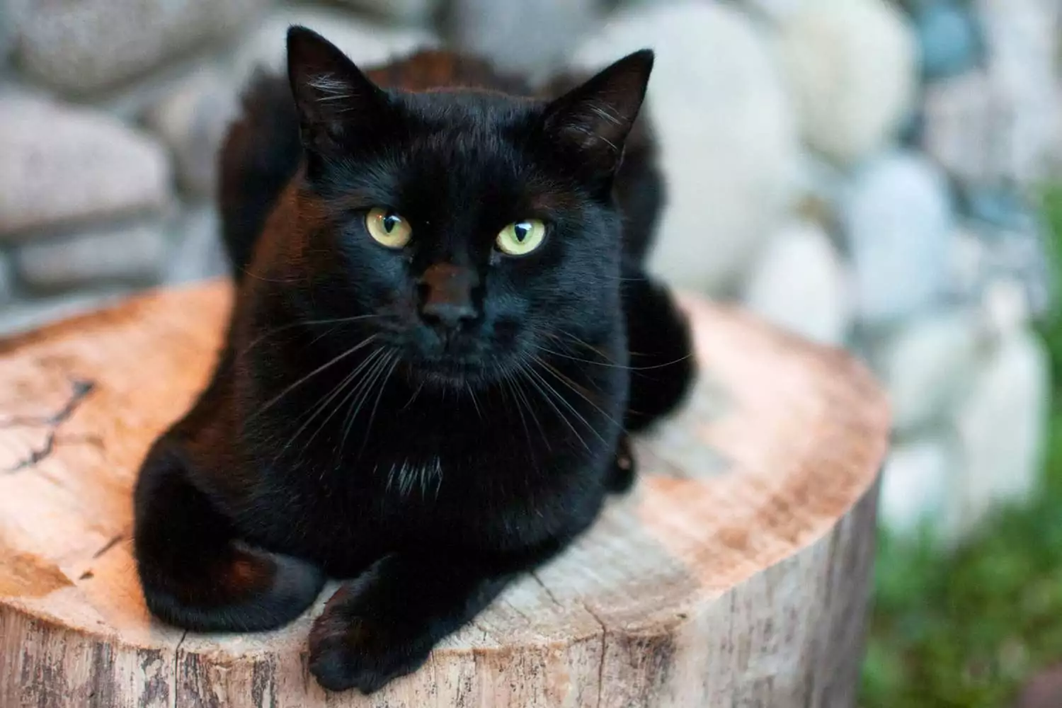 must kass lamab kännul