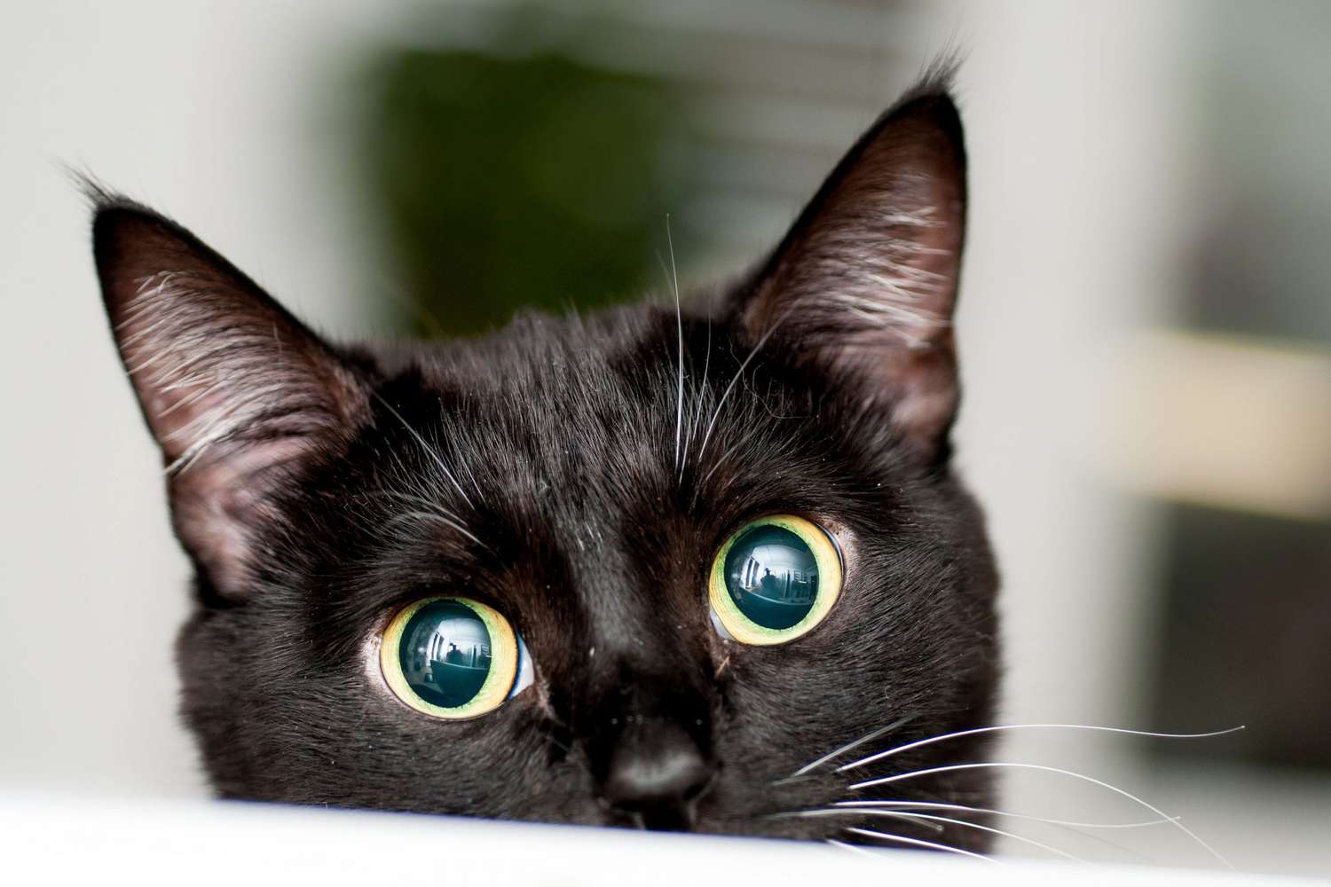 suurte silmadega must kass piilub üle lauaplaadi