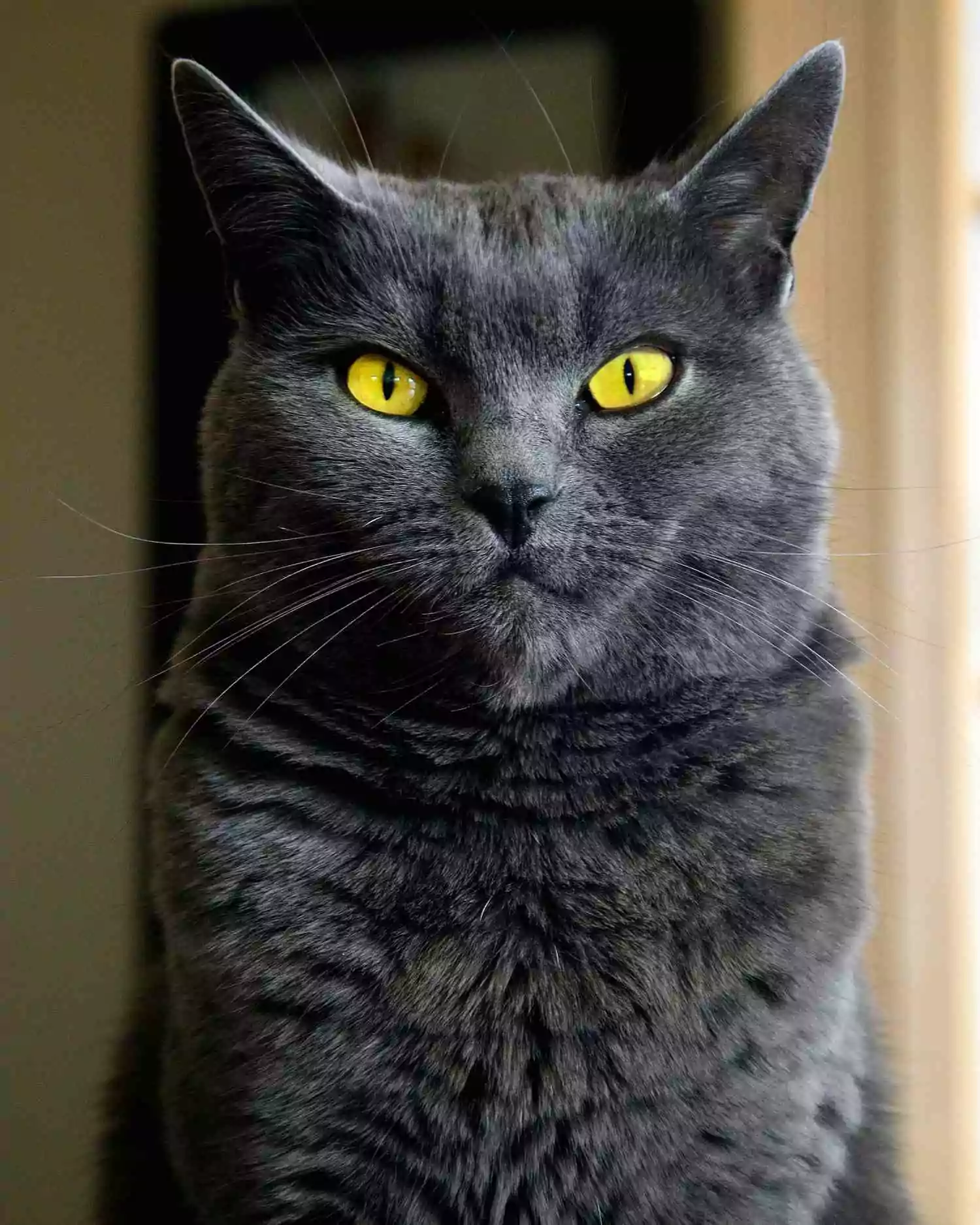 must kass silmatorkavalt kollaste silmadega