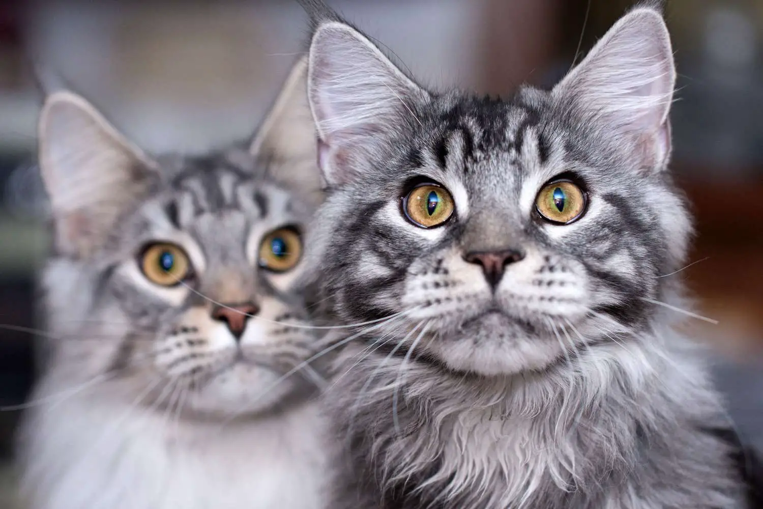 kaks triibulist halli Maine Cooni kassi