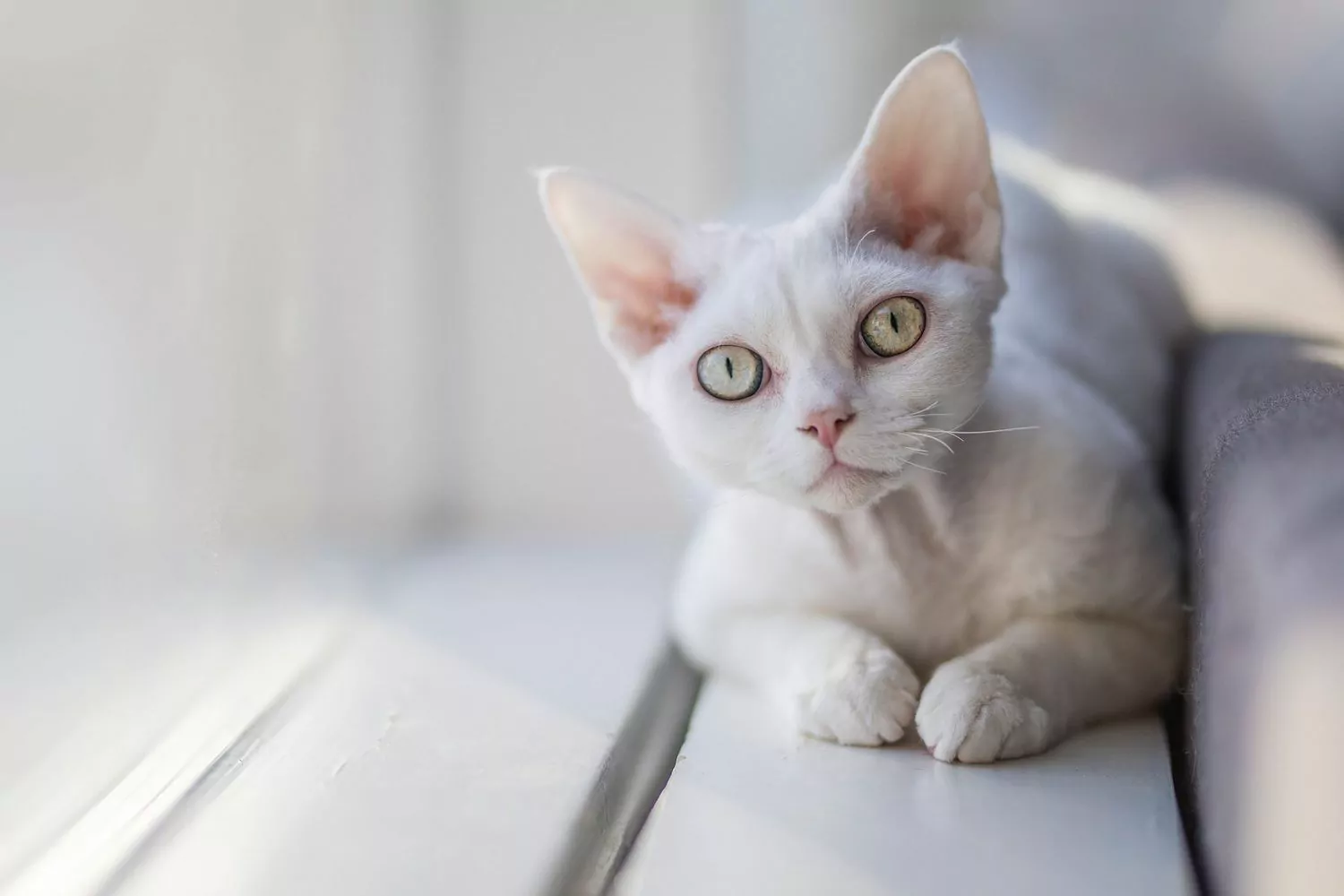 valge devoni reksi kass istub aknalaual