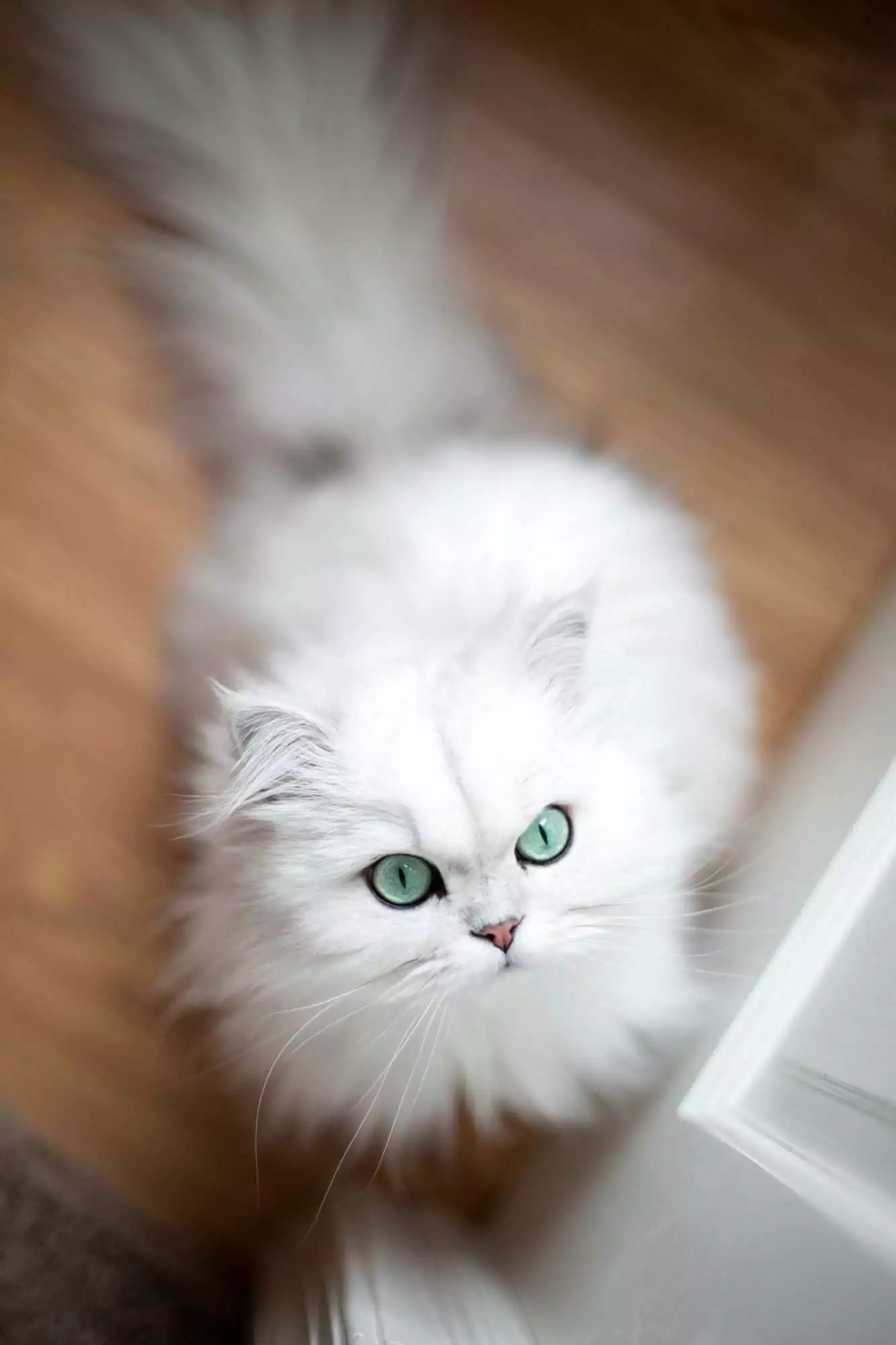 valge pärsia roheliste silmadega kass ülalt