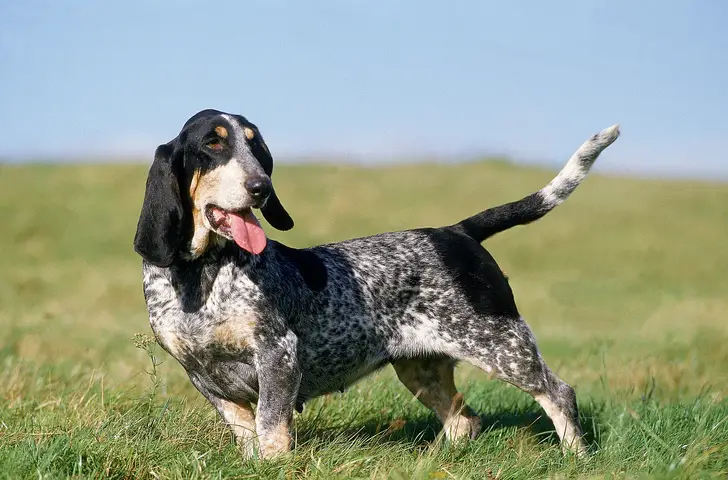 Basset Bleu de Gascogne'i koeratõu pildid nr 1