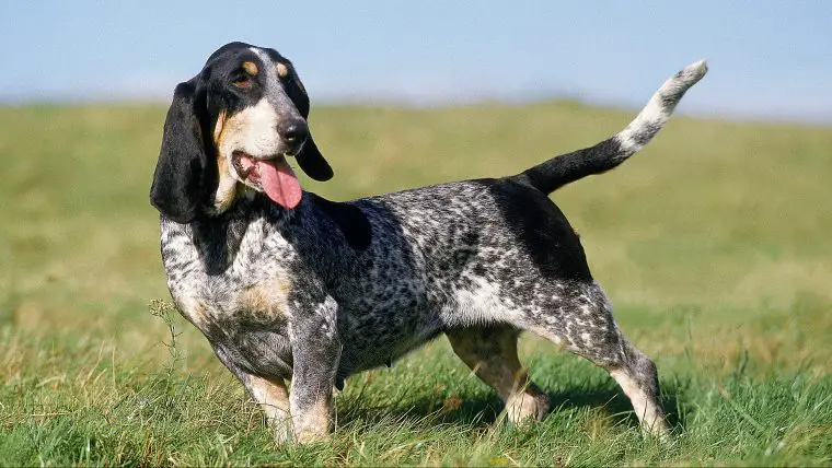 Basset Bleu de Gascogne seisab uhkelt.