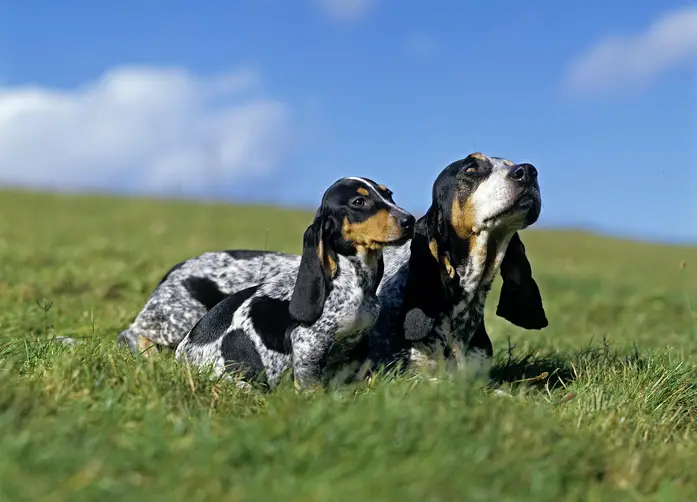 Basset Bleu de Gascogne'i koeratõu pildid #4