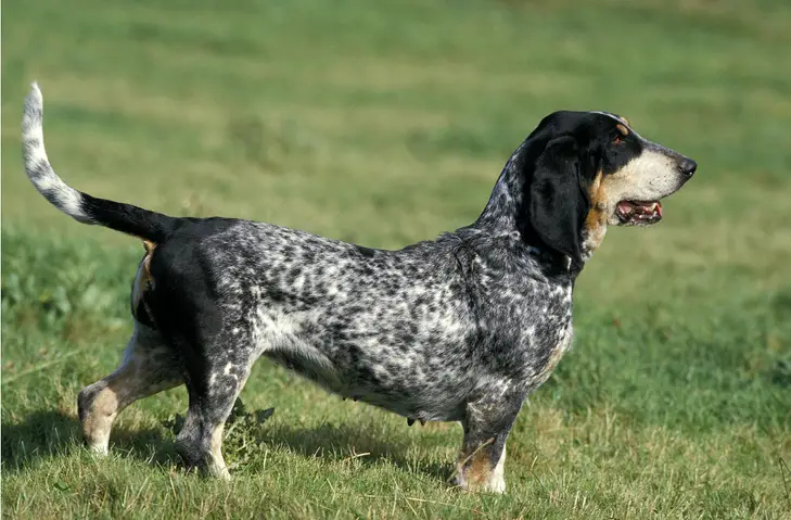 Basset Bleu de Gascogne'i koeratõu pildid #2