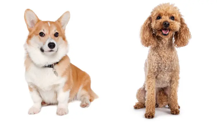 corgipoo