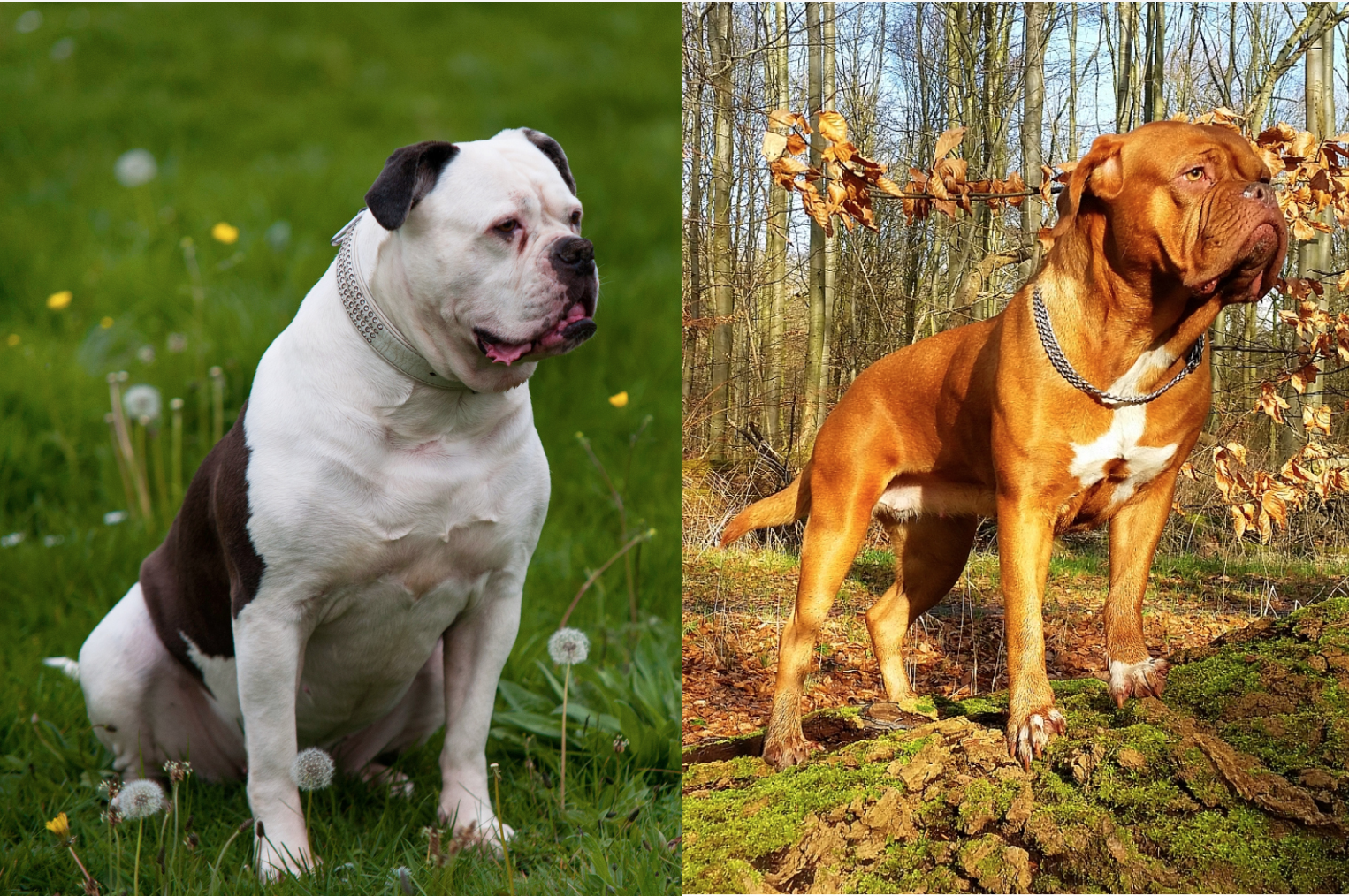 Ameerika Bull Dogue De Bordeaux