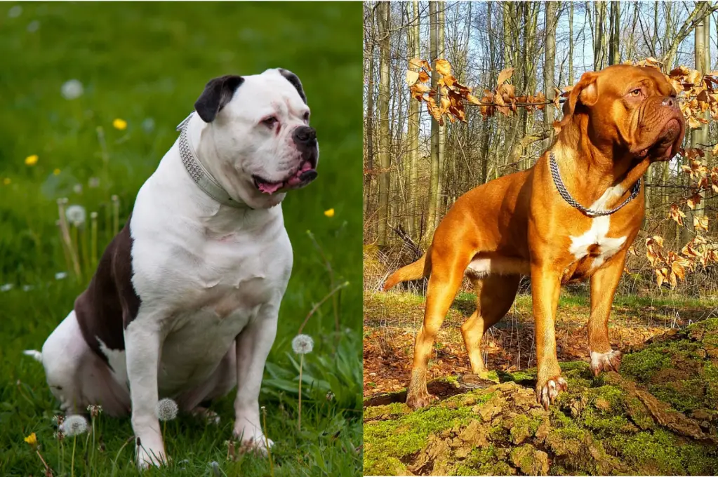 1702304987 American Bull Dogue De