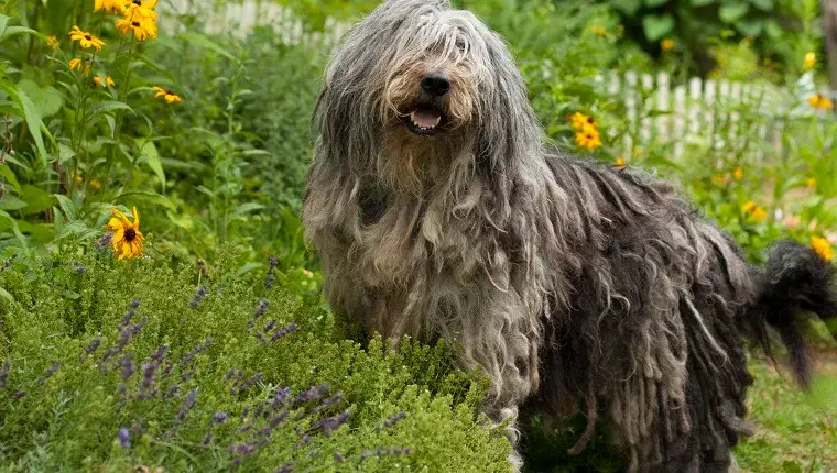 1702986611 Bergamasco Sheepdog breed pictures cover