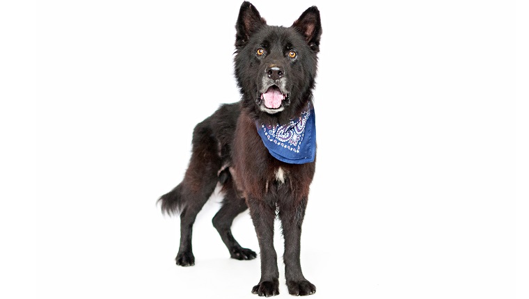 1703319154 chow shepherd mixed dog breed pictures cover