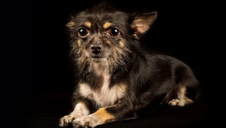 1703362538 chorkie mixed dog breed pictures cover