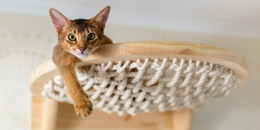 1703499152 Abyssinian cat close up on wooden stairs