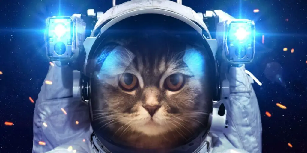 1703583467 spaceship cat compressed