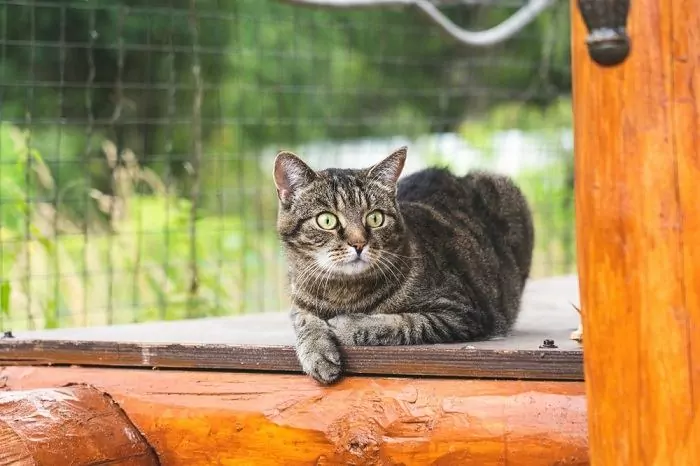 Uudishimulik, uudishimuliku ilmega, ümbrust uuriv kass