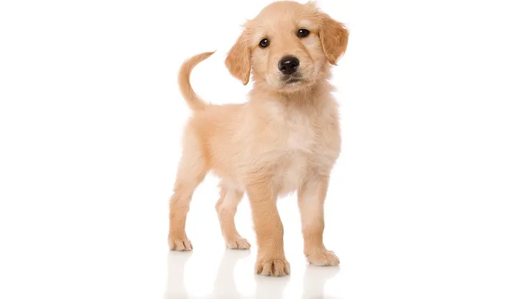 1703810805 golden cocker retriever mixed dog breed pictures cover 1