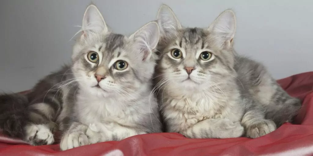 1703936470 twin cat compressed