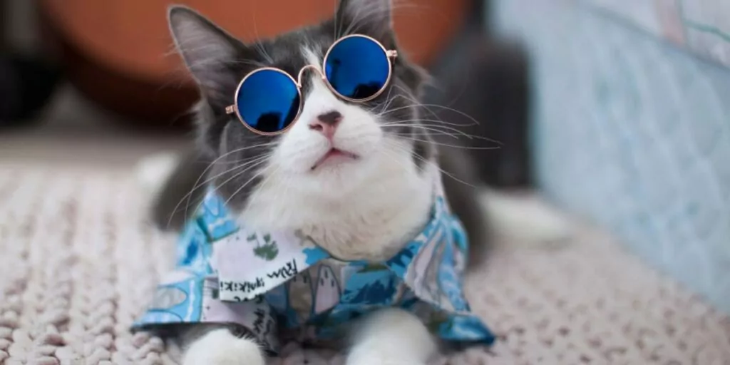 1703951084 cat in Hawaiian shirt wearing sunglass compressed