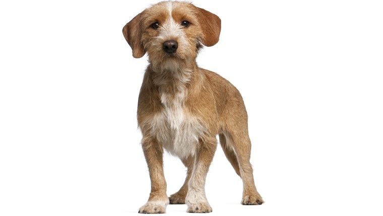 1703998771 Basset Fauve de Bretagne dog breed pictures cover