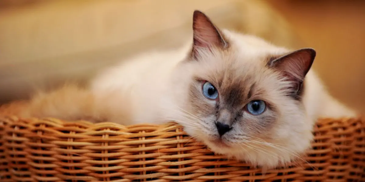 Graatsiline valge kass lummavate siniste silmadega.