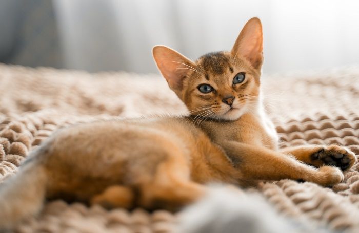Ilus pruun kass, millel on ainulaadne karvkatte värv ja silmatorkavad omadused.