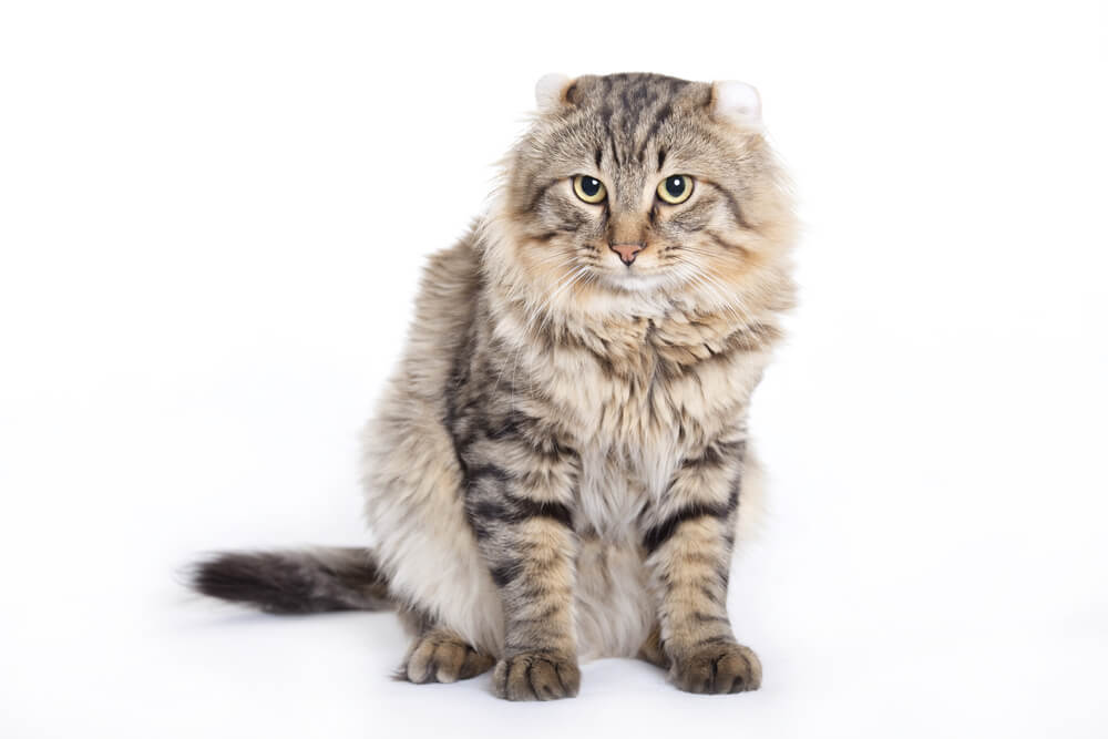American Longhair cat