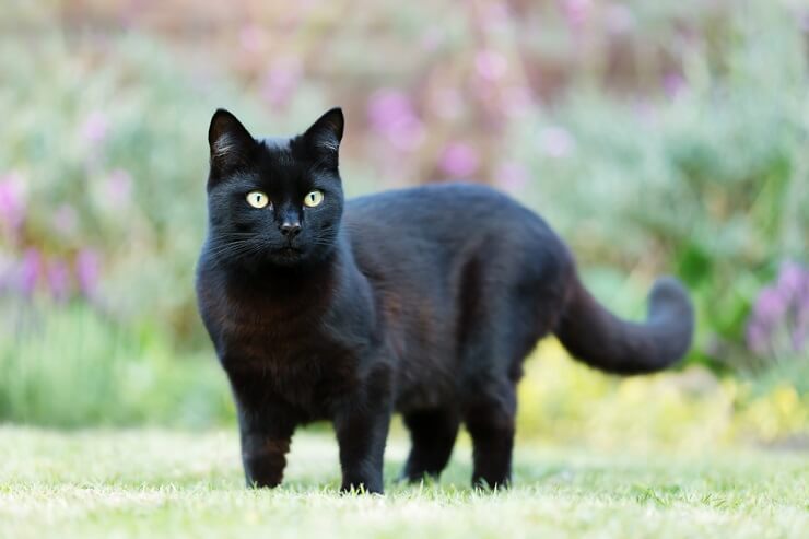 Must kass, millest õhkub salapära ja elegantsi