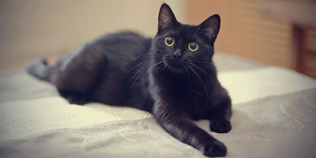 Kütkestav pilt mustast kassipojast, millest õhkub süütust ja mängulisust oma suurte silmade ja uudishimuliku ilmega