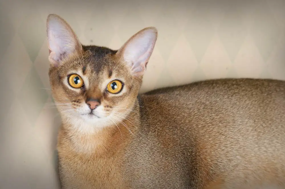 Ilus pilt emasest Ruddy Abessiinia kassist, mis tõstab esile selle kassi elegantsi ja silmatorkavat välimust